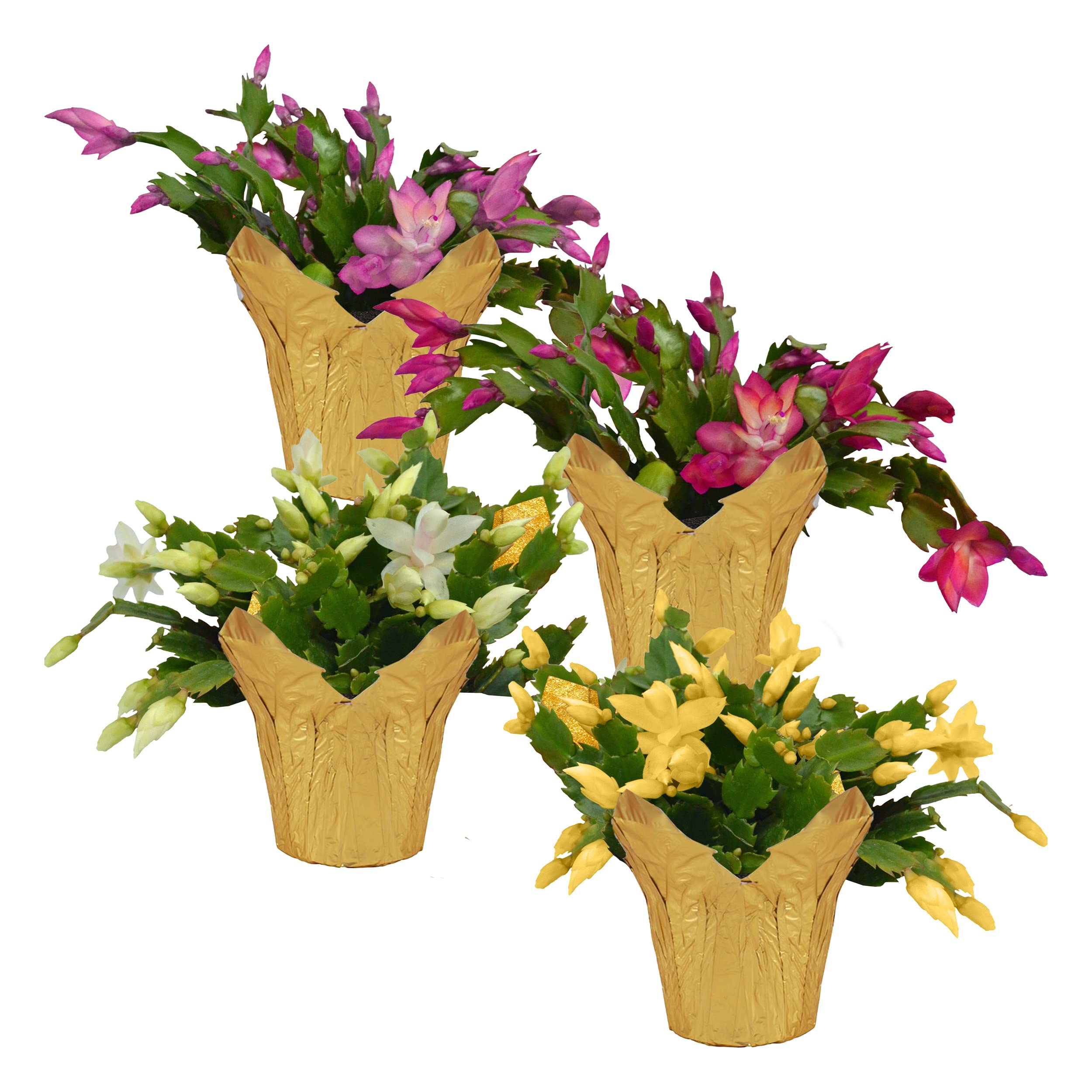 Amazon.com : Live Flowering Zygocactus - Assorted Colors, 4 Pack